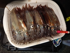 イカの釣果