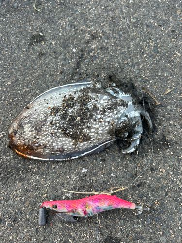 シリヤケイカの釣果