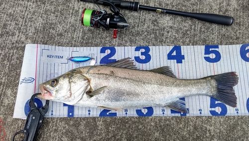 釣果
