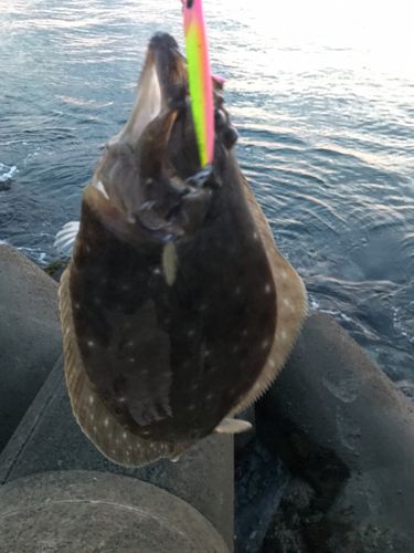 ヒラメの釣果