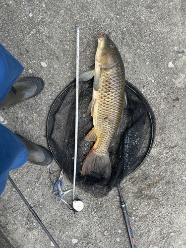コイの釣果