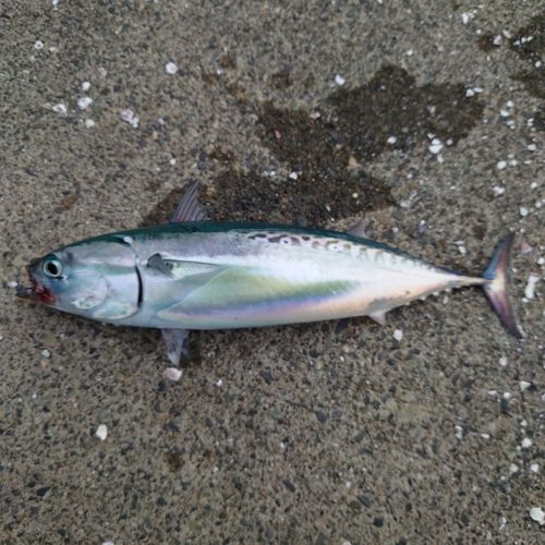 ソウダガツオの釣果