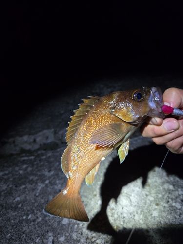 エゾメバルの釣果