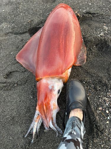 アカイカの釣果