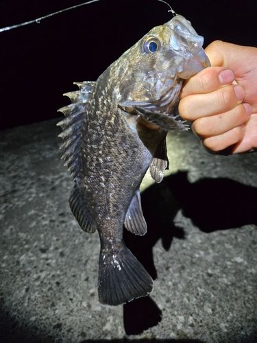 ソイの釣果