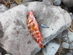 アカハタの釣果
