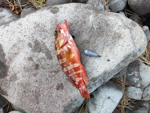 アカハタの釣果