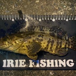 チャイロマルハタ