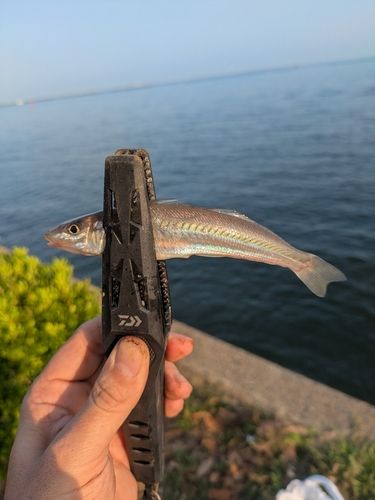 キスの釣果