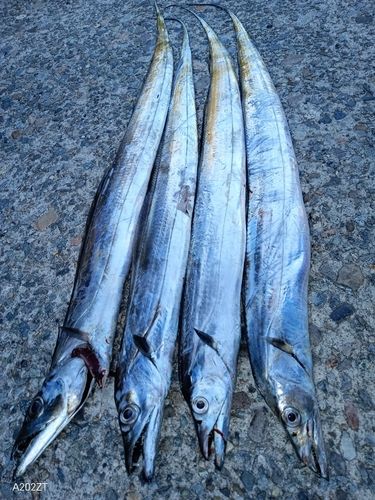 タチウオの釣果