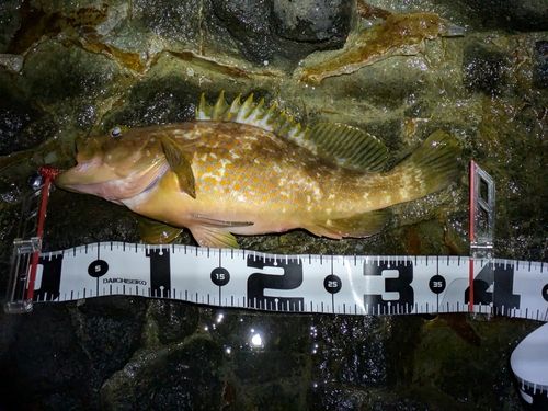 キジハタの釣果