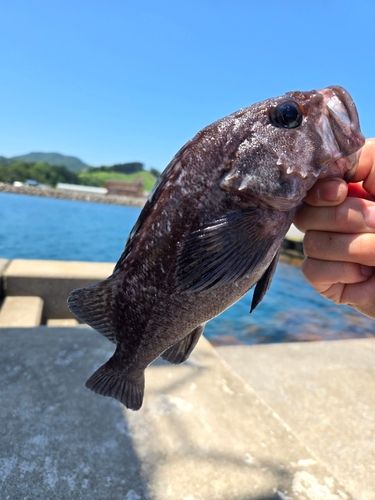 ソイの釣果