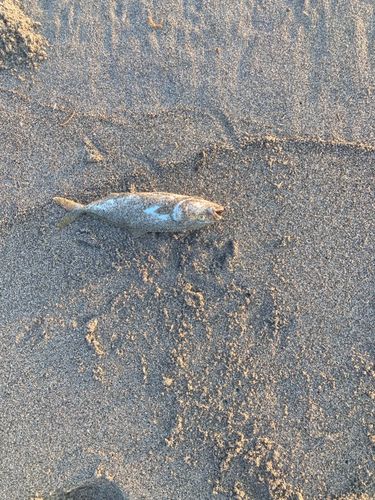 ワカシの釣果