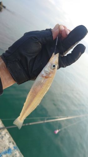シロギスの釣果