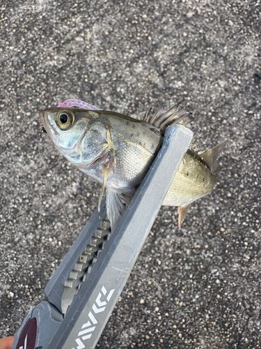 セイゴ（タイリクスズキ）の釣果