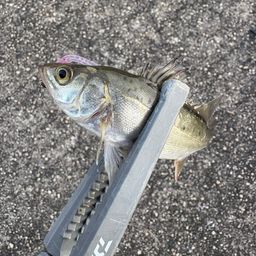 セイゴ（タイリクスズキ）