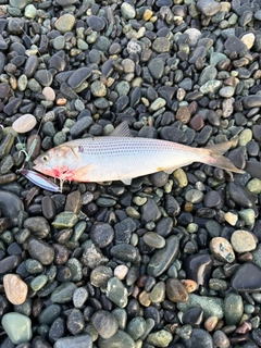 コノシロの釣果