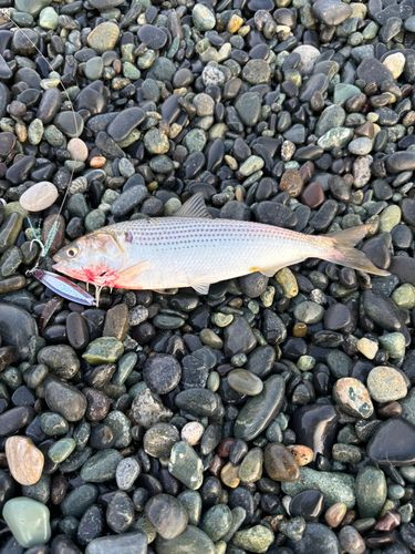 コノシロの釣果