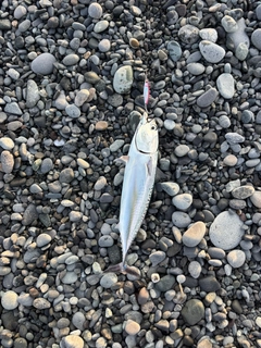 ソウダガツオの釣果
