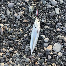 ソウダガツオ