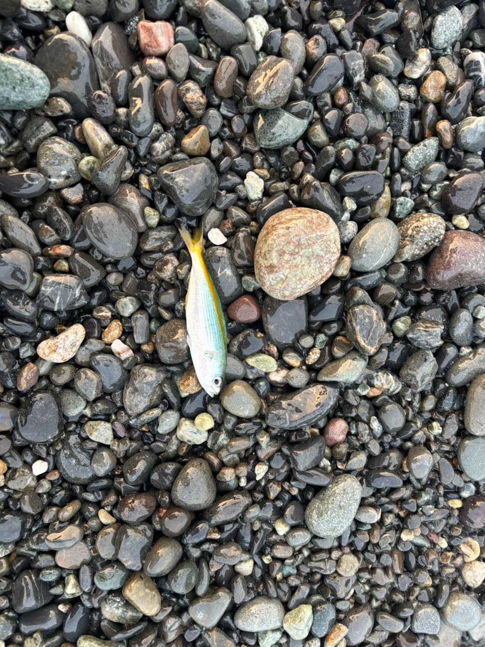 ソウダガツオ