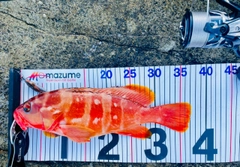 アカハタの釣果