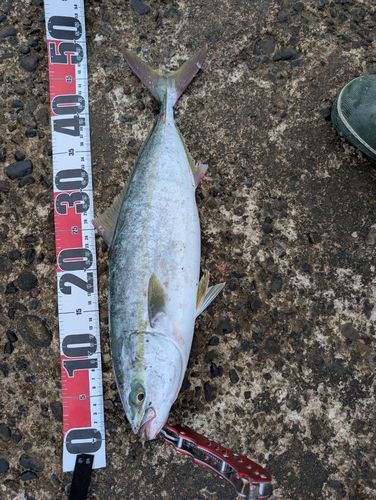 ワラサの釣果