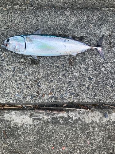 マルソウダの釣果