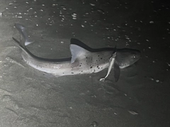 ドチザメの釣果