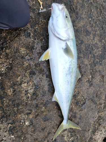 ワラサの釣果