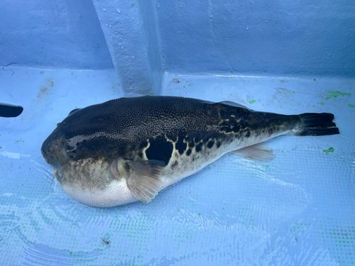 トラフグの釣果