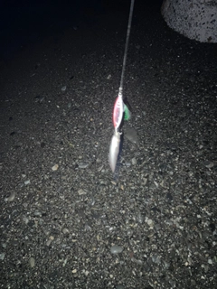 カマスの釣果