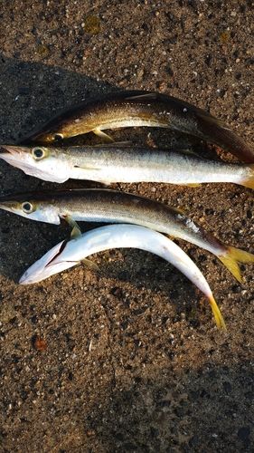 カマスの釣果