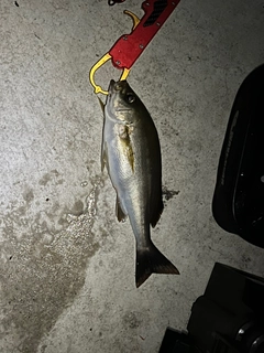 イサキの釣果