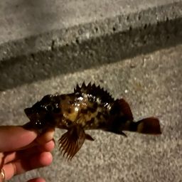 カサゴ