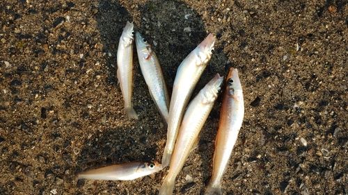 シロギスの釣果