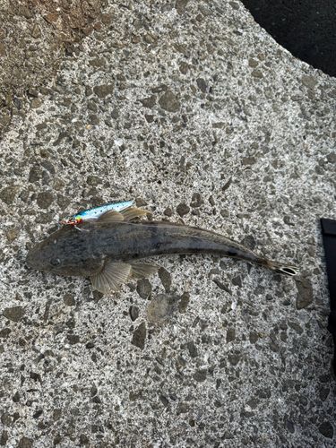 マゴチの釣果