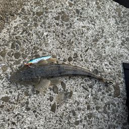 マゴチ