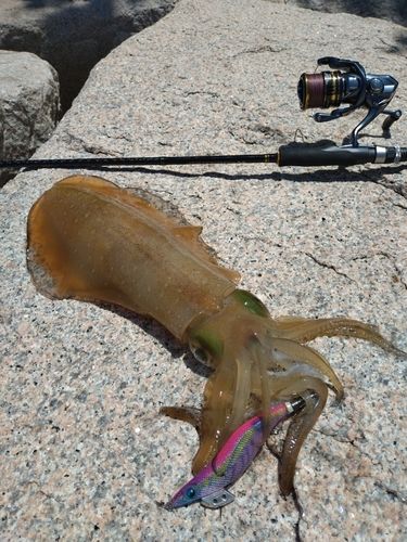 アオリイカの釣果