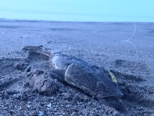 マゴチの釣果