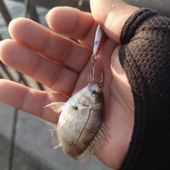 チャリコの釣果