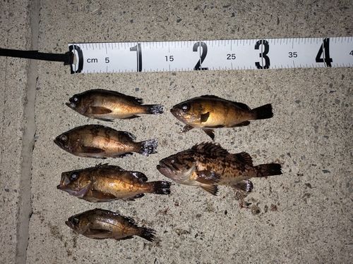 クロメバルの釣果