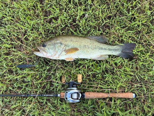 ブラックバスの釣果