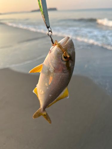 ショゴの釣果