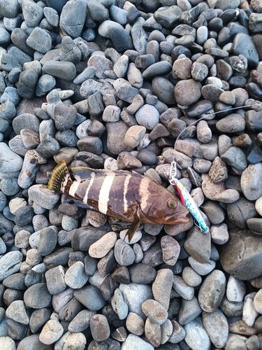 アオハタの釣果