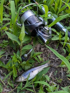 カワムツの釣果