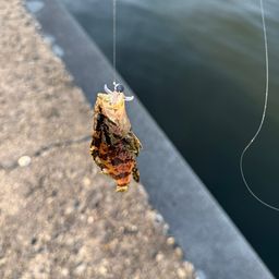 タケノコメバル