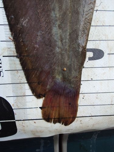ナマズの釣果