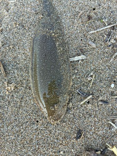 シタビラメの釣果