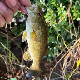 スモールマウスバス